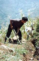 Zhushan Villager working on fields